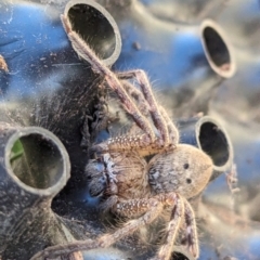 Neosparassus calligaster at Page, ACT - 18 May 2024