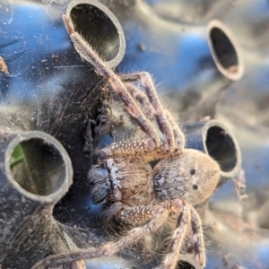 Neosparassus calligaster at Page, ACT - 18 May 2024