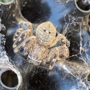 Neosparassus calligaster at Page, ACT - 18 May 2024