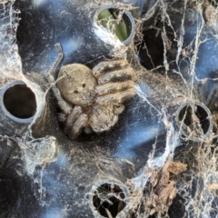 Neosparassus calligaster at Page, ACT - 18 May 2024