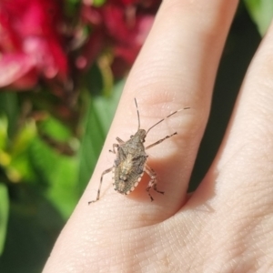 Unidentified Shield, Stink or Jewel Bug (Pentatomoidea) at suppressed by clarehoneydove