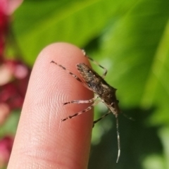 Bathrus variegatus at Burnside, QLD - suppressed