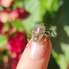 Bathrus variegatus at Burnside, QLD - suppressed