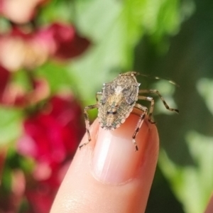 Bathrus variegatus at Burnside, QLD - suppressed
