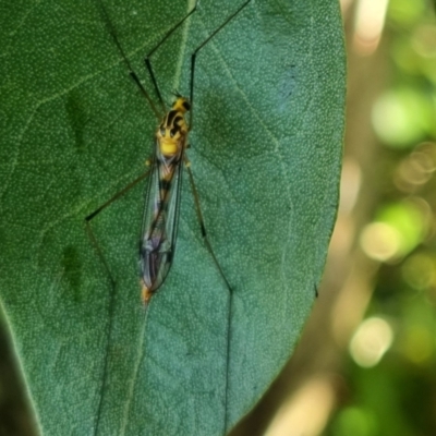 Nephrotoma australasiae (Cranefly) at Burnside, QLD - 19 May 2024 by clarehoneydove