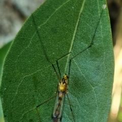 Nephrotoma australasiae at Burnside, QLD - suppressed