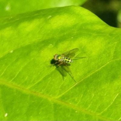 Unidentified Long-legged Fly (Dolichopodidae) at Burnside, QLD - 19 May 2024 by clarehoneydove
