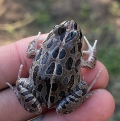 Limnodynastes tasmaniensis (Spotted Grass Frog) at Bruce Ridge to Gossan Hill - 23 May 2024 by caseypyne