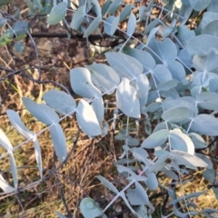 Eucalyptus cinerea subsp. cinerea (Argyle Apple) at Symonston, ACT - 23 May 2024 by Mike