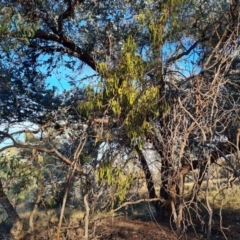 Amyema miquelii (Box Mistletoe) at Symonston, ACT - 23 May 2024 by Mike