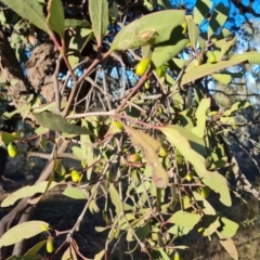 Muellerina eucalyptoides (Creeping Mistletoe) at Mount Mugga Mugga - 23 May 2024 by Mike