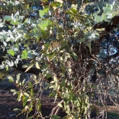 Muellerina eucalyptoides at Mount Mugga Mugga - 23 May 2024