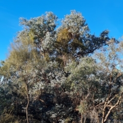 Eucalyptus cinerea subsp. cinerea (Argyle Apple) at Mount Mugga Mugga - 23 May 2024 by Mike
