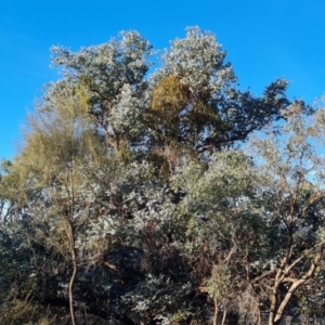 Eucalyptus cinerea subsp. cinerea at Mount Mugga Mugga - 23 May 2024