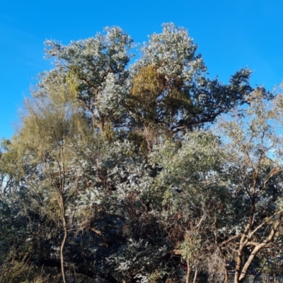 Eucalyptus cinerea subsp. cinerea (Argyle Apple) at Symonston, ACT - 23 May 2024 by Mike