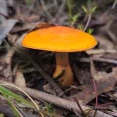 Cortinarius sinapicolor (Slimy Yellow Cortinar) at Captains Flat, NSW - 20 May 2024 by Csteele4