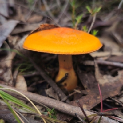 Cortinarius sinapicolor (Slimy Yellow Cortinar) at Captains Flat, NSW - 20 May 2024 by Csteele4