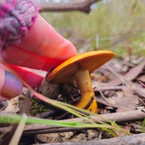 Cortinarius sinapicolor at QPRC LGA - 20 May 2024