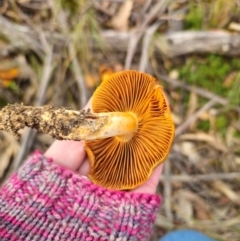 Cortinarius sinapicolor at QPRC LGA - 20 May 2024