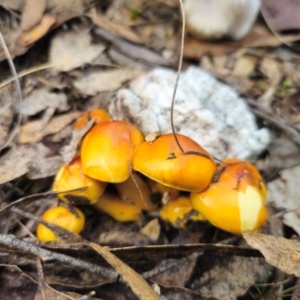 Cortinarius sinapicolor at QPRC LGA - 20 May 2024