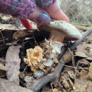 Austrocortinarius australiensis at QPRC LGA - 20 May 2024