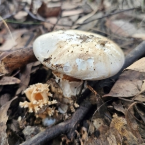 Austrocortinarius australiensis at QPRC LGA - 20 May 2024