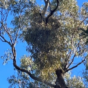 Amyema sp. at Bruce Ridge to Gossan Hill - 23 May 2024