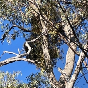 Amyema sp. at Bruce Ridge to Gossan Hill - 23 May 2024