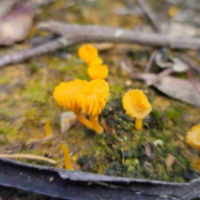 Lichenomphalia chromacea (Yellow Navel) at Captains Flat, NSW - 20 May 2024 by Csteele4