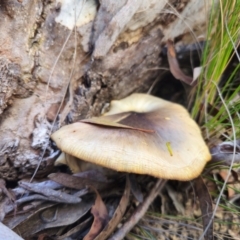 Omphalotus nidiformis (Ghost Fungus) at Captains Flat, NSW - 20 May 2024 by Csteele4