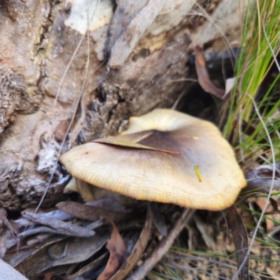 Omphalotus nidiformis (Ghost Fungus) at Captains Flat, NSW - 20 May 2024 by Csteele4