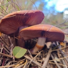 Cortinarius archeri (Cortinarius archeri) at Captains Flat, NSW - 20 May 2024 by Csteele4