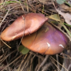 Cortinarius archeri at QPRC LGA - 20 May 2024