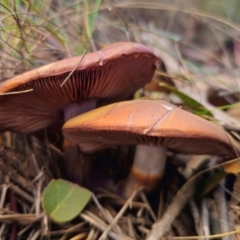 Cortinarius archeri at QPRC LGA - 20 May 2024