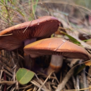 Cortinarius archeri at QPRC LGA - 20 May 2024