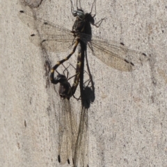 Cordulephya pygmaea (Common Shutwing) at Tahmoor, NSW - 21 May 2024 by Curiosity