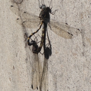 Cordulephya pygmaea at Wollondilly Local Government Area - 22 May 2024 09:31 AM