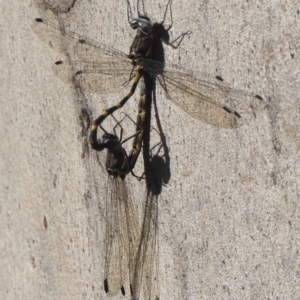 Cordulephya pygmaea at Wollondilly Local Government Area - 22 May 2024