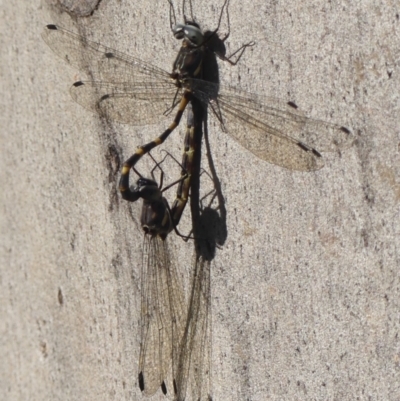 Cordulephya pygmaea (Common Shutwing) at Wollondilly Local Government Area - 21 May 2024 by Curiosity