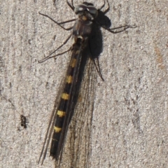 Cordulephya pygmaea at Wollondilly Local Government Area - 22 May 2024 09:31 AM