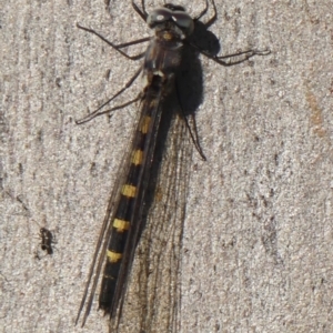 Cordulephya pygmaea at Wollondilly Local Government Area - 22 May 2024 09:31 AM