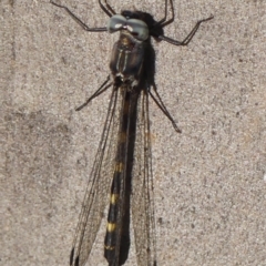 Cordulephya pygmaea at Wollondilly Local Government Area - 22 May 2024 09:31 AM