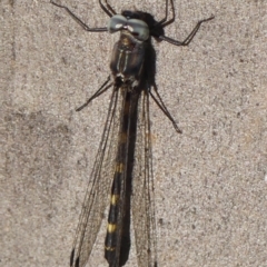 Cordulephya pygmaea at Wollondilly Local Government Area - 22 May 2024