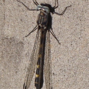 Cordulephya pygmaea at Wollondilly Local Government Area - 22 May 2024 09:31 AM