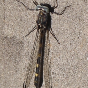 Cordulephya pygmaea at Wollondilly Local Government Area - 22 May 2024