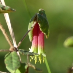 Correa reflexa (Common Correa, Native Fuchsia) at Wollondilly Local Government Area - 22 May 2024 by Curiosity