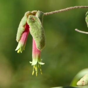 Correa reflexa at Wollondilly Local Government Area - 22 May 2024