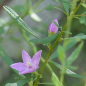 Crowea exalata at Wollondilly Local Government Area - suppressed