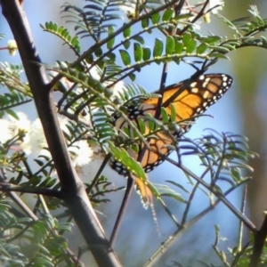 Danaus plexippus at Wollondilly Local Government Area - 22 May 2024