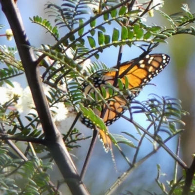 Danaus plexippus at Wollondilly Local Government Area - 22 May 2024 by Curiosity